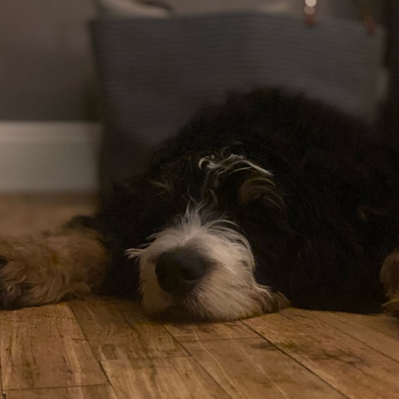 Meet your Posher, Courtney - Picture 1 of 1